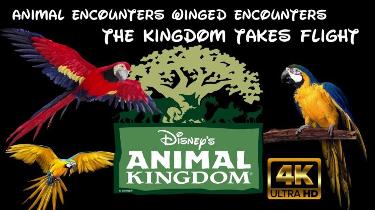 Animal Encounters: Winged Encounters The Kingdom Takes Flight - Full Show - 4K POV:Animal Kingdom