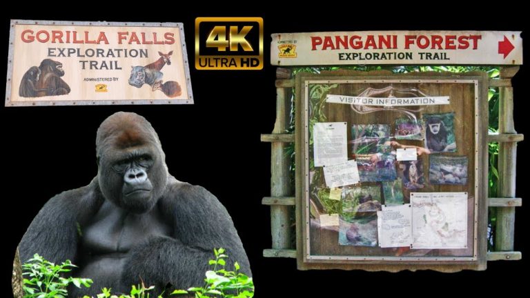 Gorilla Falls Exploration Trail | 4K POV Attraction | Pangani Forest Exploration | Animal Kingdom